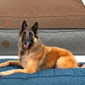Wat is het beste hondenbed voor Duitse herder?