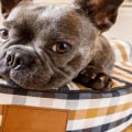 Houden honden van grote of kleine bedden?