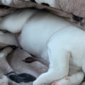 Wat gebeurt er als een hond geen bed heeft?