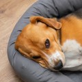 Slapen honden graag op vlakke oppervlakken?