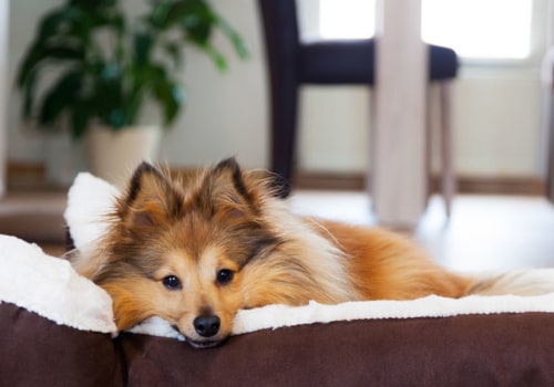 Wat voor soort bedden vinden honden het leukst?