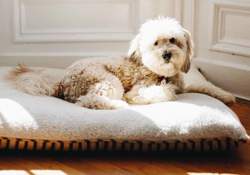Waarom houden honden van ronde bedden?