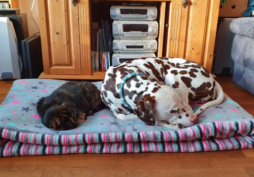 Welk bed is goed voor een puppy?