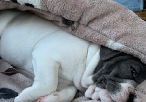 Houden honden van dekens in hun bed?